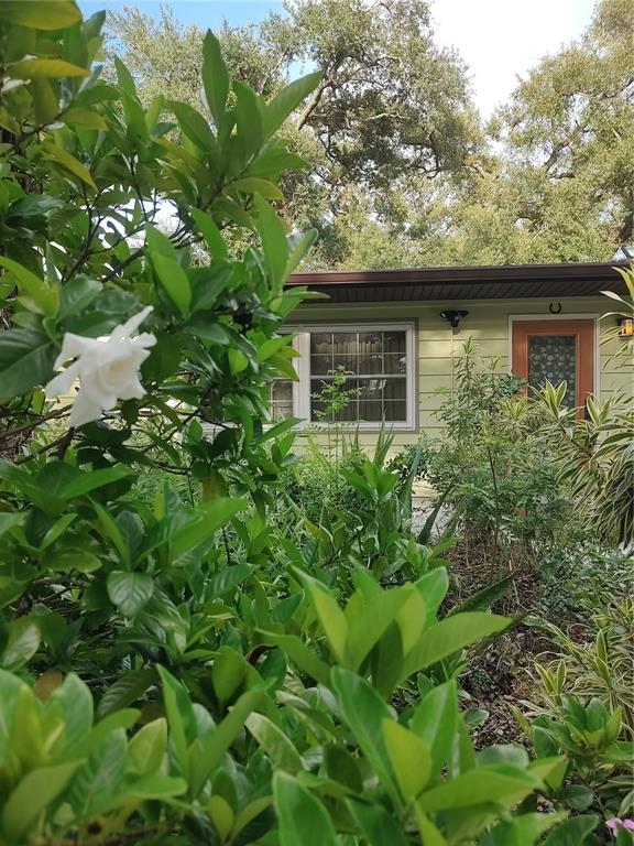 A light green house exterior is partially obscured by a lush garden with a white flower — 3400 CLARK DRIVE, SARASOTA, FL