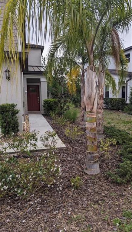 A concrete walkway leads to the front entrance of a house with palm trees nearby — 1384 WHITE FOX RUN, LUTZ, FL