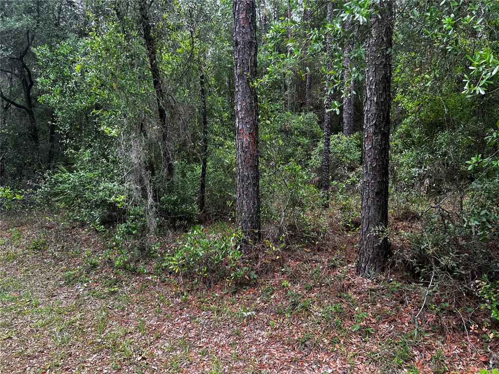 A wooded area features two prominent pine trees surrounded by dense undergrowth and fallen leaves — TBD SW 186TH CT., DUNNELLON, FL