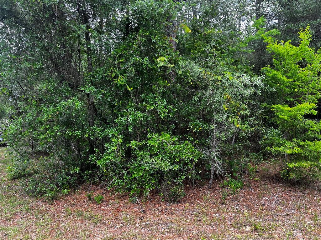 A dense thicket of green trees and shrubs grows along a pine-needle covered ground — TBD SW 186TH CT., DUNNELLON, FL