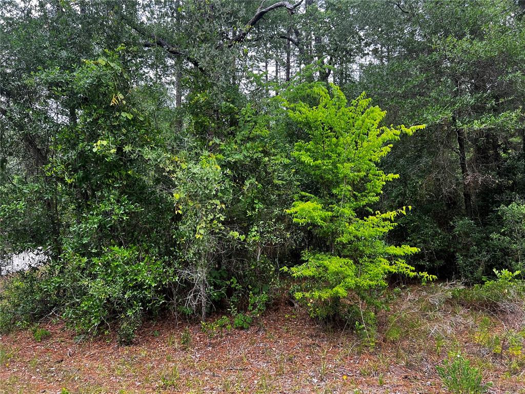 A dense, wooded area with a bright green sapling in the foreground — TBD SW 186TH CT., DUNNELLON, FL