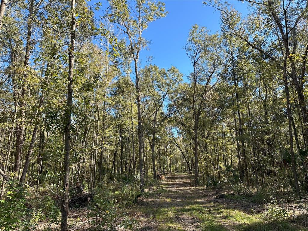 A dirt path leads through a dense, wooded forest under a clear blue sky — 55ac W HWY 318, REDDICK, FL
