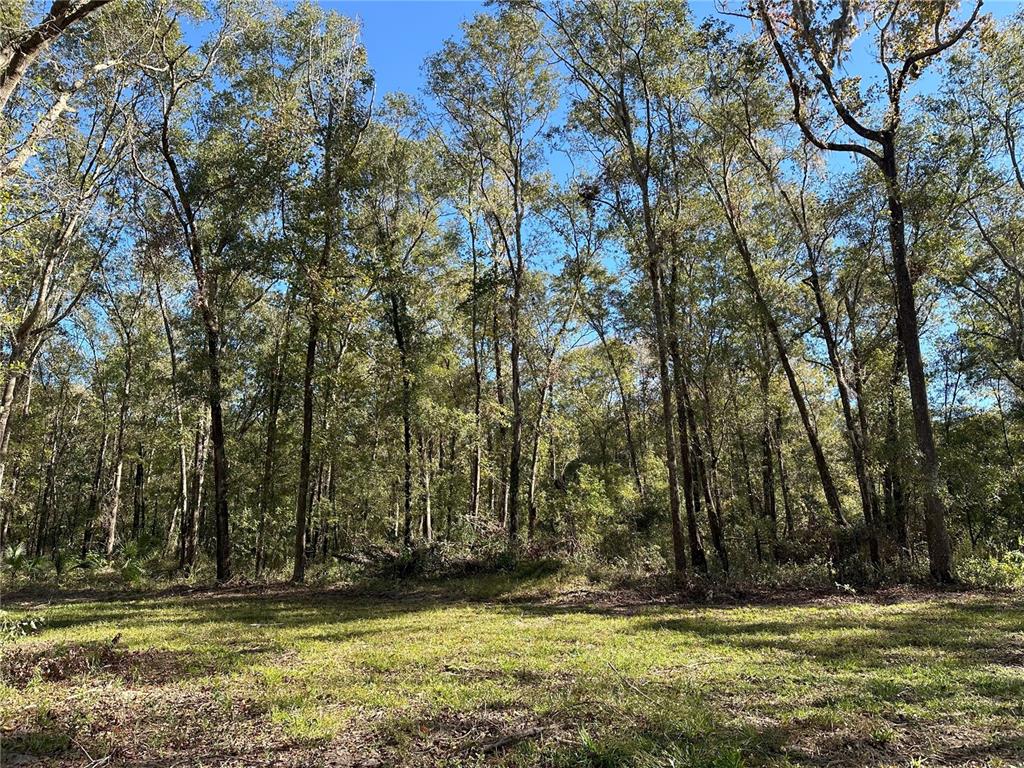 A grassy clearing sits in front of a dense forest of tall, mature trees — 55ac W HWY 318, REDDICK, FL