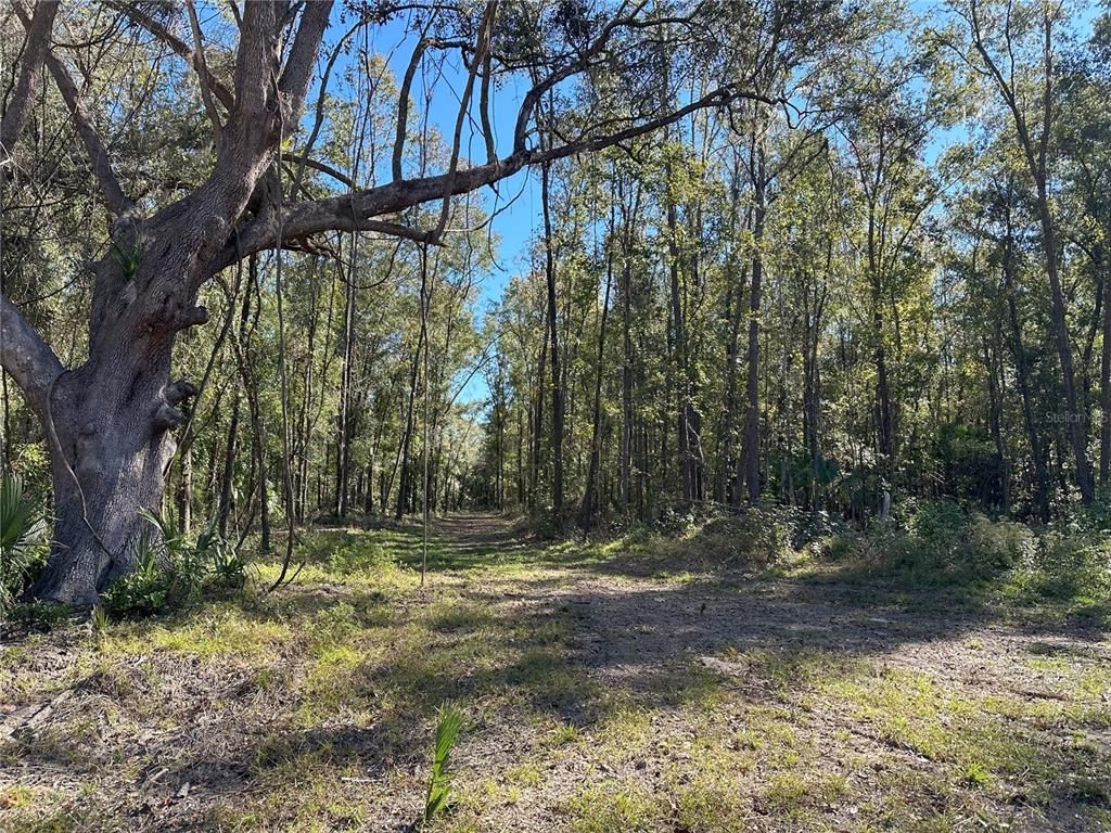 A large, mature tree stands beside a dirt path leading into a dense wooded area — 55ac W HWY 318, REDDICK, FL