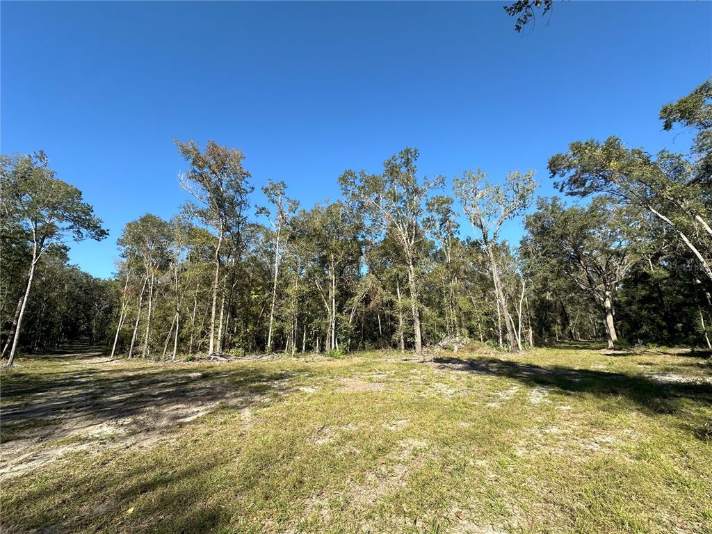 A grassy, partially cleared lot is bordered by a dense forest of tall trees — 55ac W HWY 318, REDDICK, FL