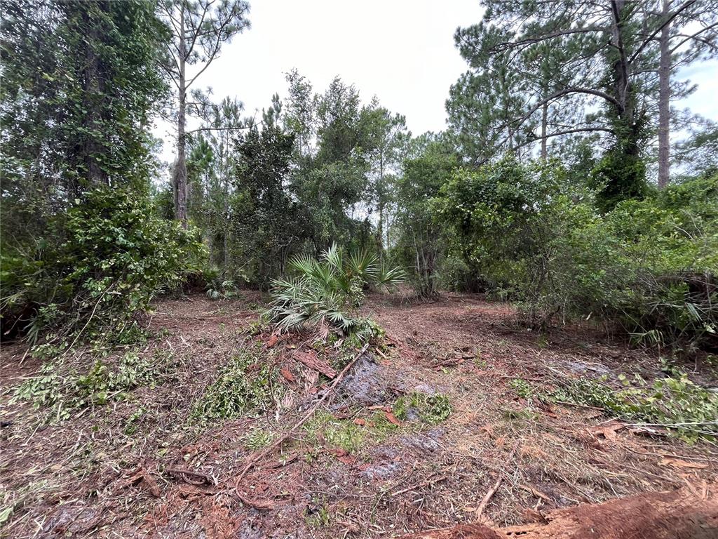 A partially cleared wooded lot features scattered brush, pine trees, and a small palmetto plant — 147 ROEBUCK STREET, GEORGETOWN, FL