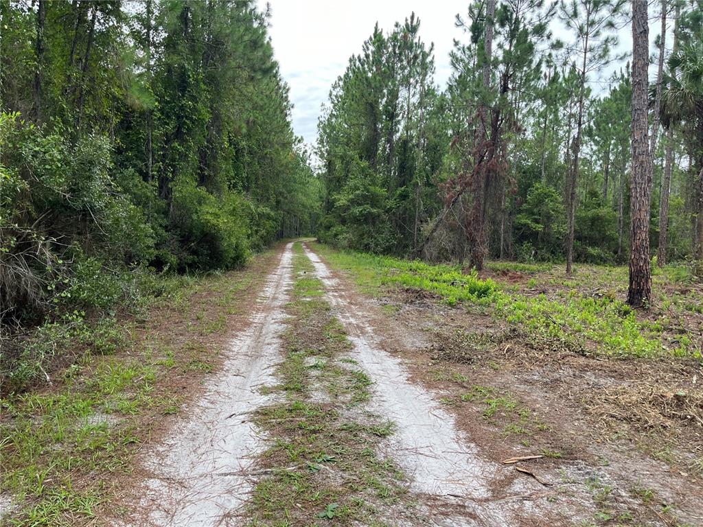 A dirt path leads through a wooded area with tall pine trees — 147 ROEBUCK STREET, GEORGETOWN, FL