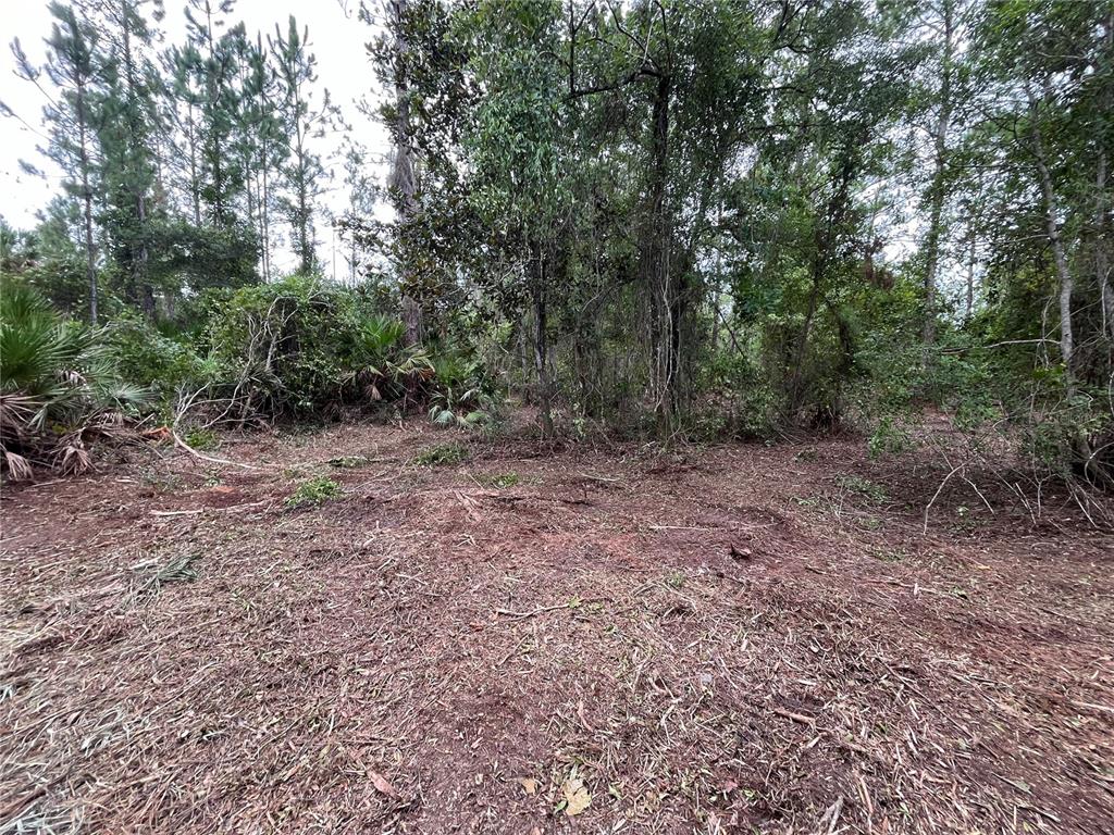 A cleared, dirt-covered lot is surrounded by dense trees and native Florida vegetation — 147 ROEBUCK STREET, GEORGETOWN, FL