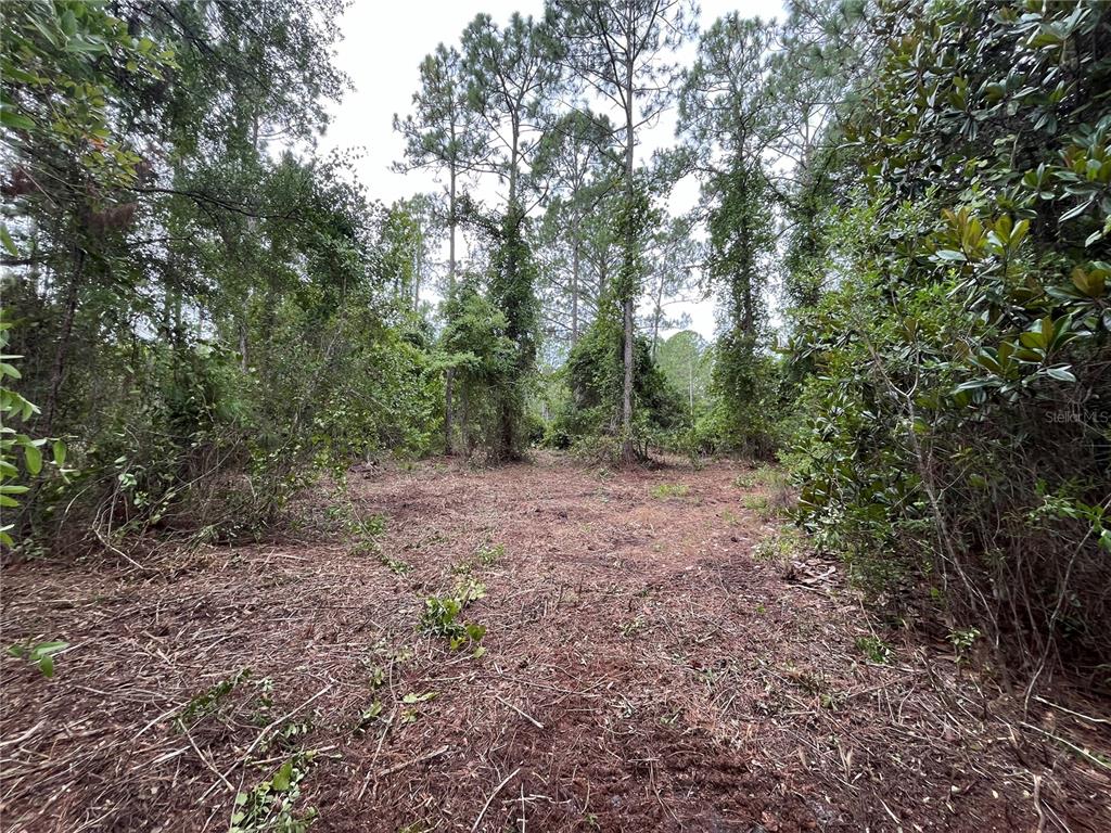 A cleared, wooded lot features tall pine trees and dense surrounding vegetation — 147 ROEBUCK STREET, GEORGETOWN, FL