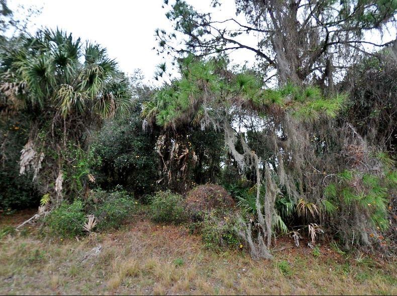 A wooded lot features a large palm tree and pine trees draped in Spanish moss — CONSTITUTION DRIVE, NORTH PORT, FL