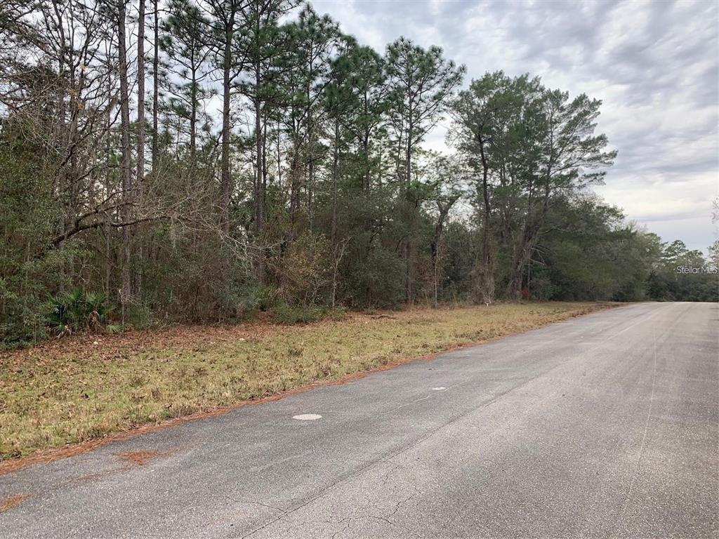A paved road runs alongside a wooded lot with tall pine trees and underbrush — 156 ST, OCALA, FL