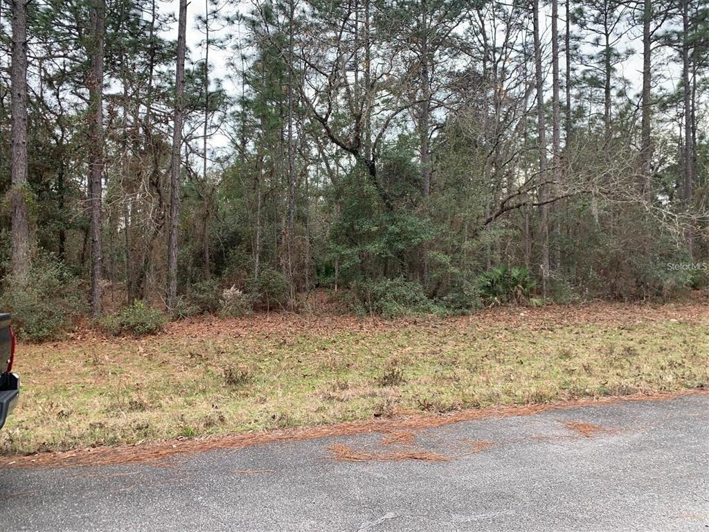 A view of a wooded, undeveloped residential lot from an adjacent paved road — 156 ST, OCALA, FL