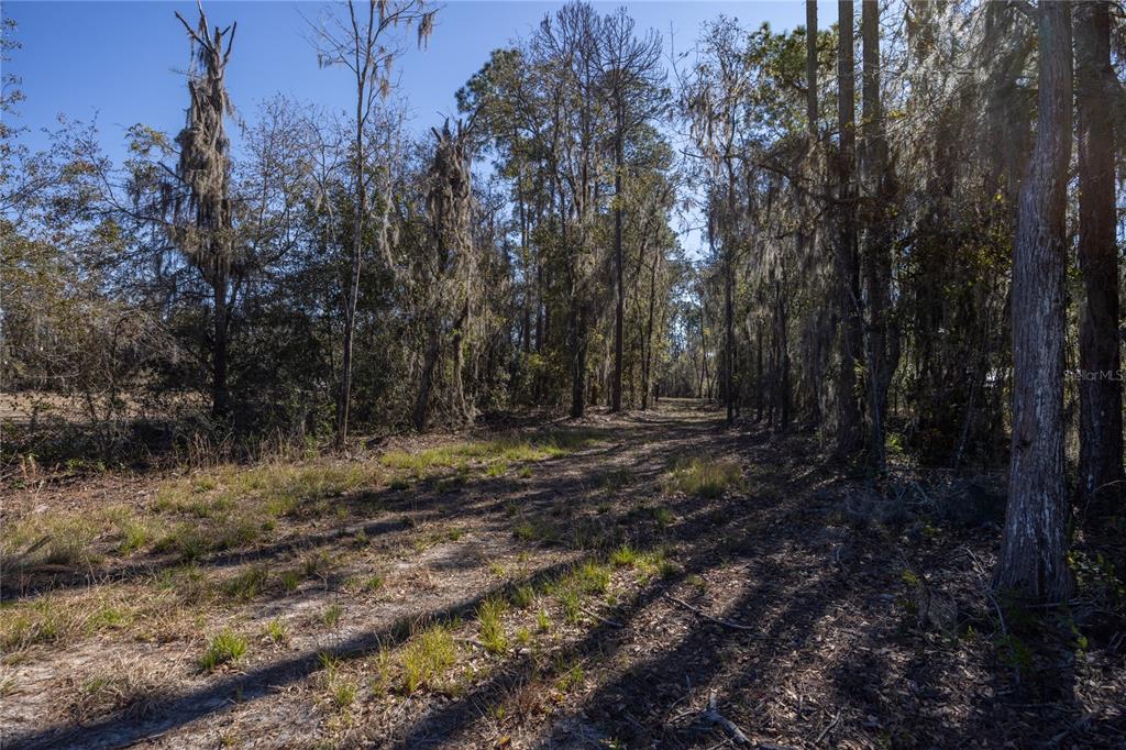 A dirt path leads through a wooded area with tall trees draped in Spanish moss — 155TH WAY, STARKE, FL