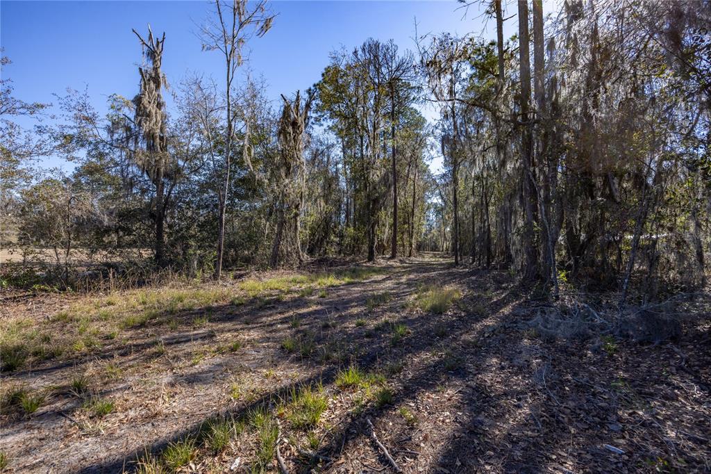 A dirt path leads through a wooded area with tall trees draped in Spanish moss — 155TH WAY, STARKE, FL