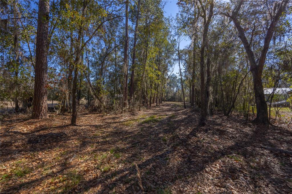 A wooded lot with tall trees and a ground covered in fallen leaves — 155TH WAY, STARKE, FL