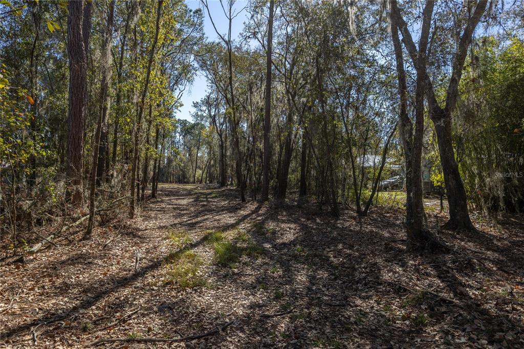 A wooded lot with a dirt path leading through dense trees and fallen leaves — 155TH WAY, STARKE, FL