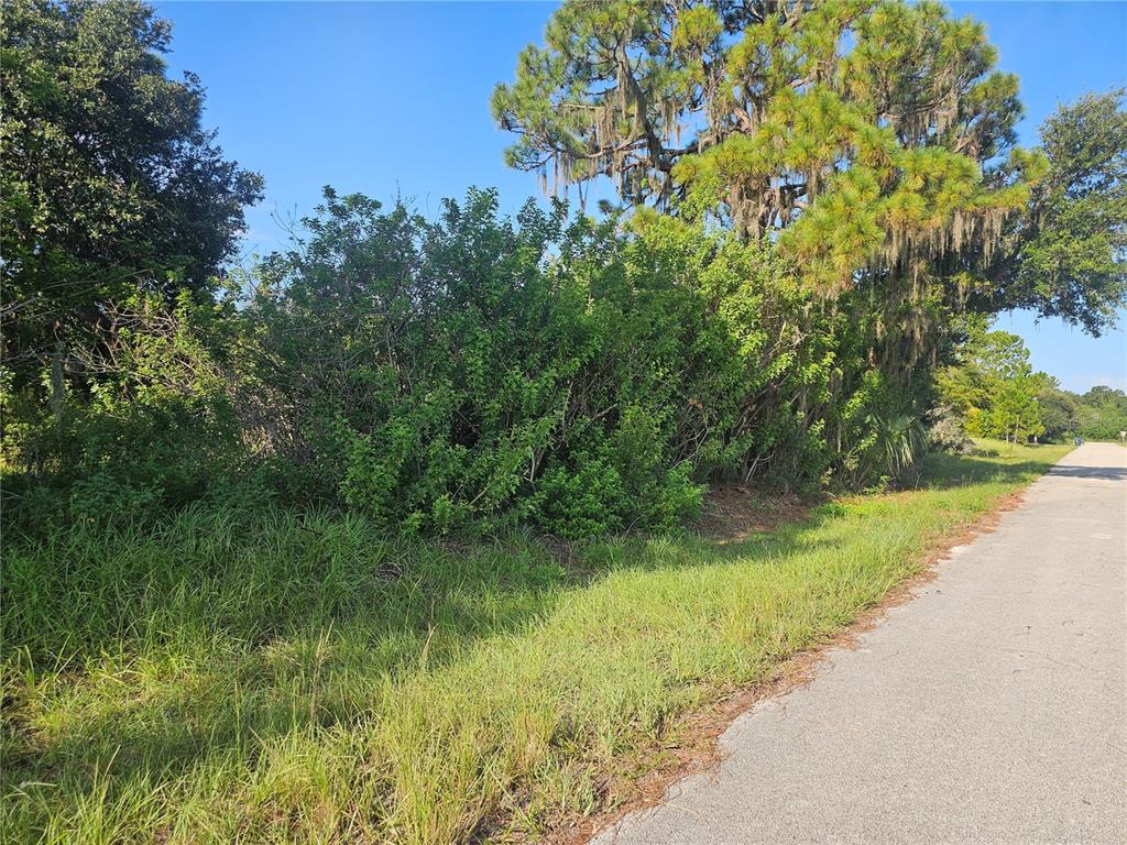 A paved road runs alongside a grassy lot with dense bushes and tall pine trees — 251 SUNBEAM COURT, LAKE PLACID, FL