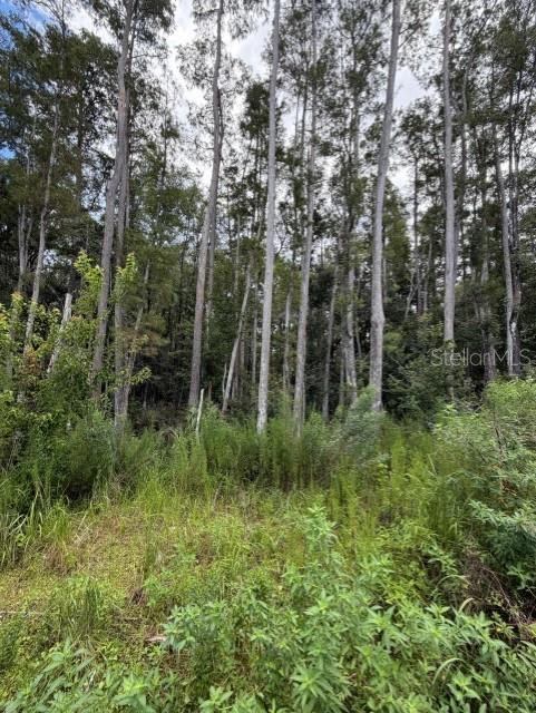 WESLEY CHAPEL BLVD, LUTZ, FL — photo 2 of 12