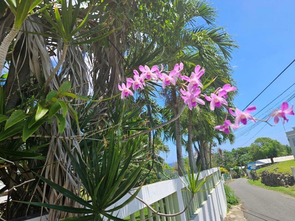 A cluster of pink orchid flowers blooms in front of palm trees and a white fence — Car 2 R 485 K2 H2 Bo Memb SECTOR BAJURA CAMUY, CAMUY, PR