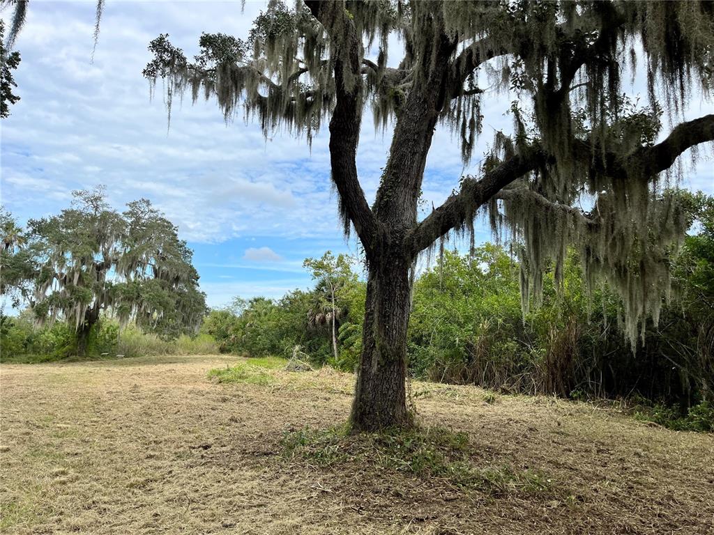 A large oak tree with Spanish moss stands in a cleared, grassy field — 6715 16TH AVENUE E, PALMETTO, FL