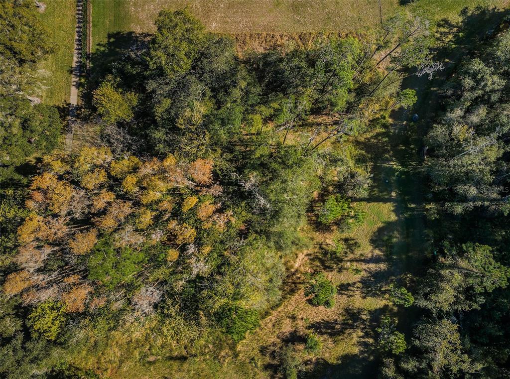 An aerial view shows a wooded lot with a dirt path and patches of grass — 4445 LANSBROOK PARKWAY, PALM HARBOR, FL