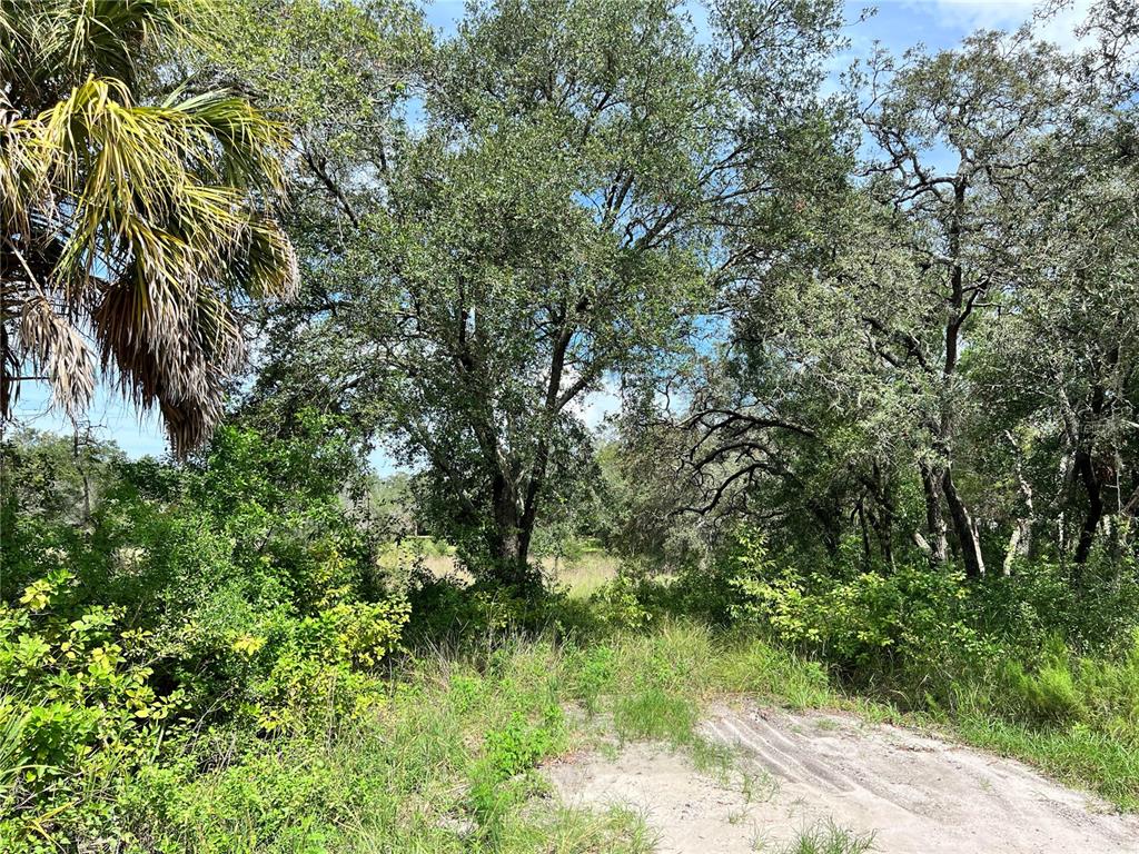 A dirt path leads into a wooded area with mature trees and dense green vegetation — 13339 VIVIAN LANE, HUDSON, FL