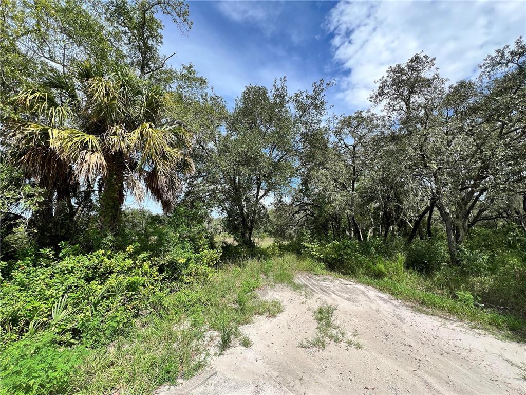 A sandy path leads into a wooded area with a large palm tree and oaks — 13339 VIVIAN LANE, HUDSON, FL