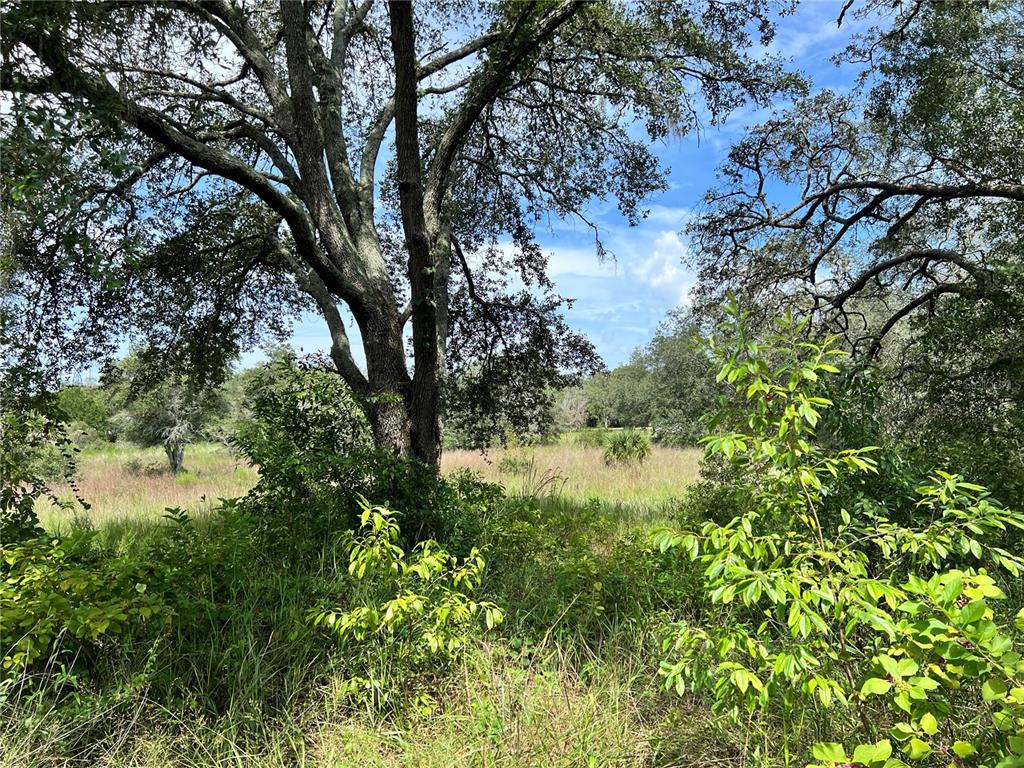 A large oak tree stands in a grassy field surrounded by dense trees and shrubs — 13339 VIVIAN LANE, HUDSON, FL