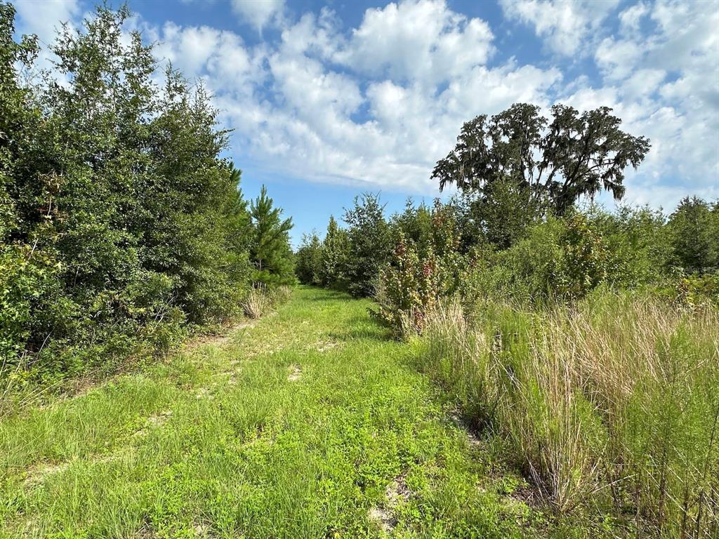 A grassy path leads through a wooded area under a blue sky with scattered clouds — TBD (B, C & D Parcels) NW 160TH AVENUE, MORRISTON, FL
