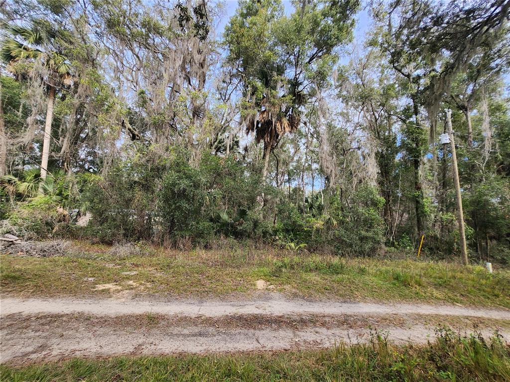 A dirt road runs in front of a densely wooded lot with tall trees — TBD NE 164TH PLACE, CITRA, FL