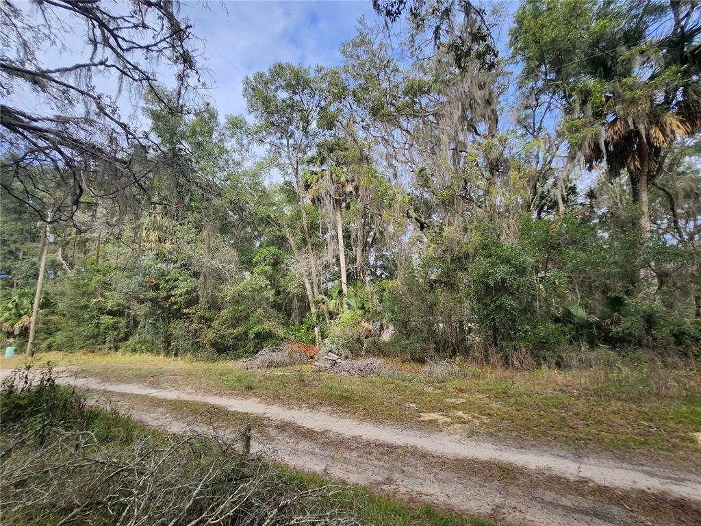 A dirt road runs alongside a wooded lot filled with trees and Spanish moss — TBD NE 164TH PLACE, CITRA, FL