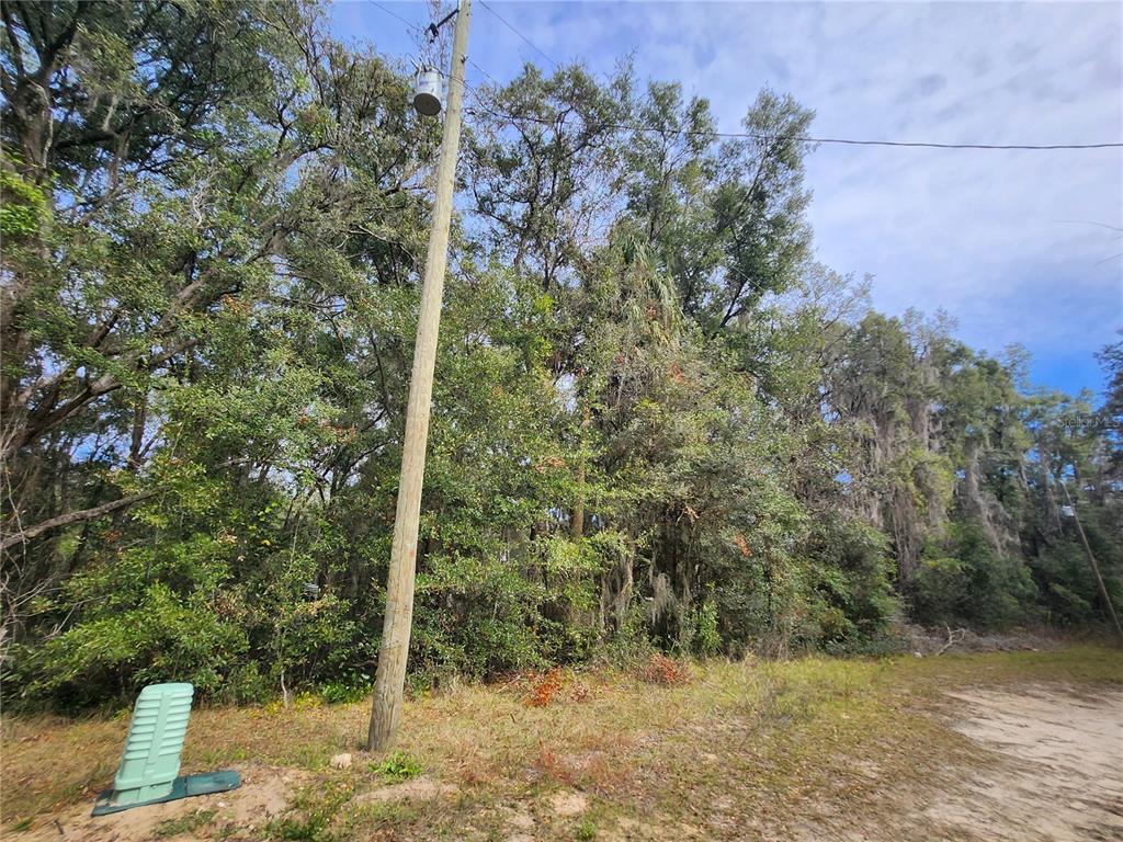 A utility pole stands in front of a dense, wooded lot with a green transformer box — TBD NE 164TH PLACE, CITRA, FL