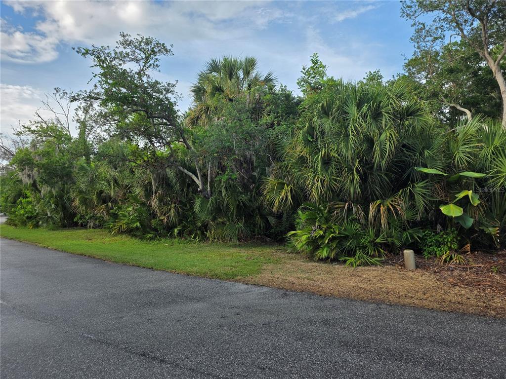 A paved road runs alongside a dense, wooded lot filled with various trees and palms — 143 OSPREY POINT DRIVE, OSPREY, FL
