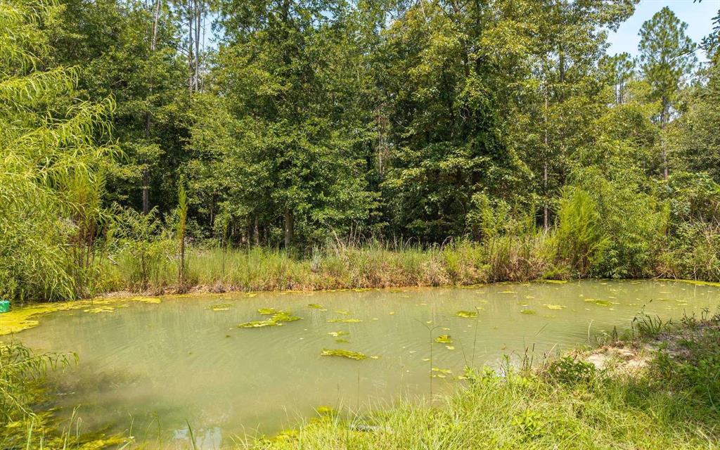 A small, murky pond sits in front of a dense forest of green trees — 12329 176TH STREET, MC ALPIN, FL