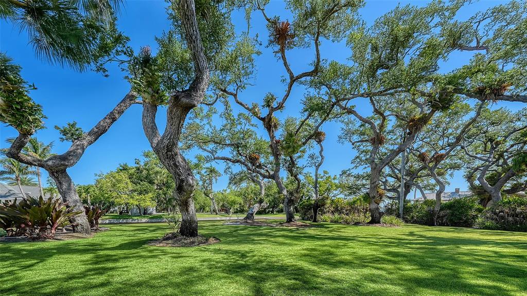 A grassy lawn features several large, mature trees with epiphytes growing on their branches — 1249 S BASIN LANE, SARASOTA, FL