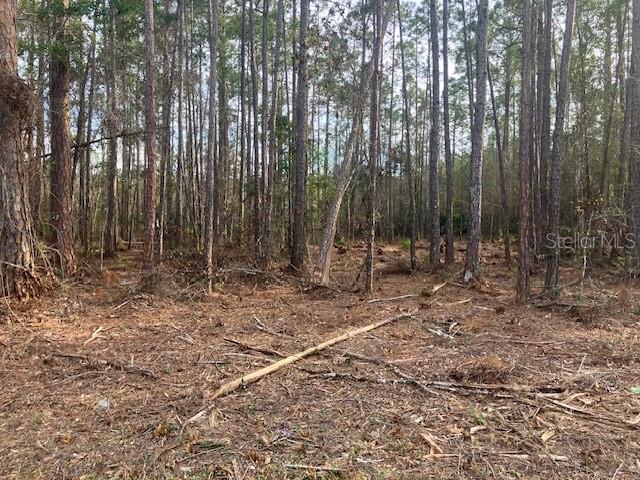 A wooded lot with scattered fallen branches and pine trees under a bright sky — 4515 MAHOGANY BOULEVARD, BUNNELL, FL