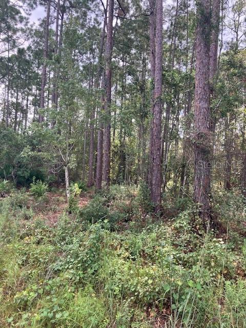 4515 MAHOGANY BOULEVARD, BUNNELL, FL — photo 4 of 5