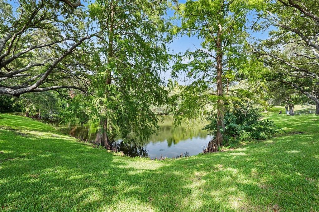 A grassy lawn slopes down toward a small pond framed by two large trees — 491 EXMOOR TERRACE, DUNEDIN, FL