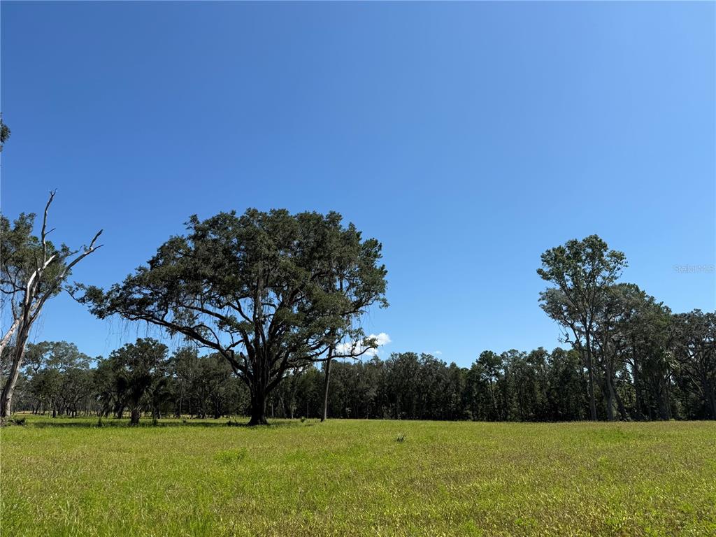 A large, grassy field features several mature oak trees under a clear blue sky — DR #5 (24ac) NW 193RD ST, MICANOPY, FL