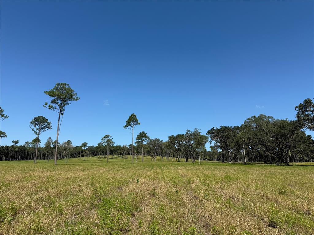A wide, grassy field features scattered trees under a clear blue sky — DR #5 (24ac) NW 193RD ST, MICANOPY, FL