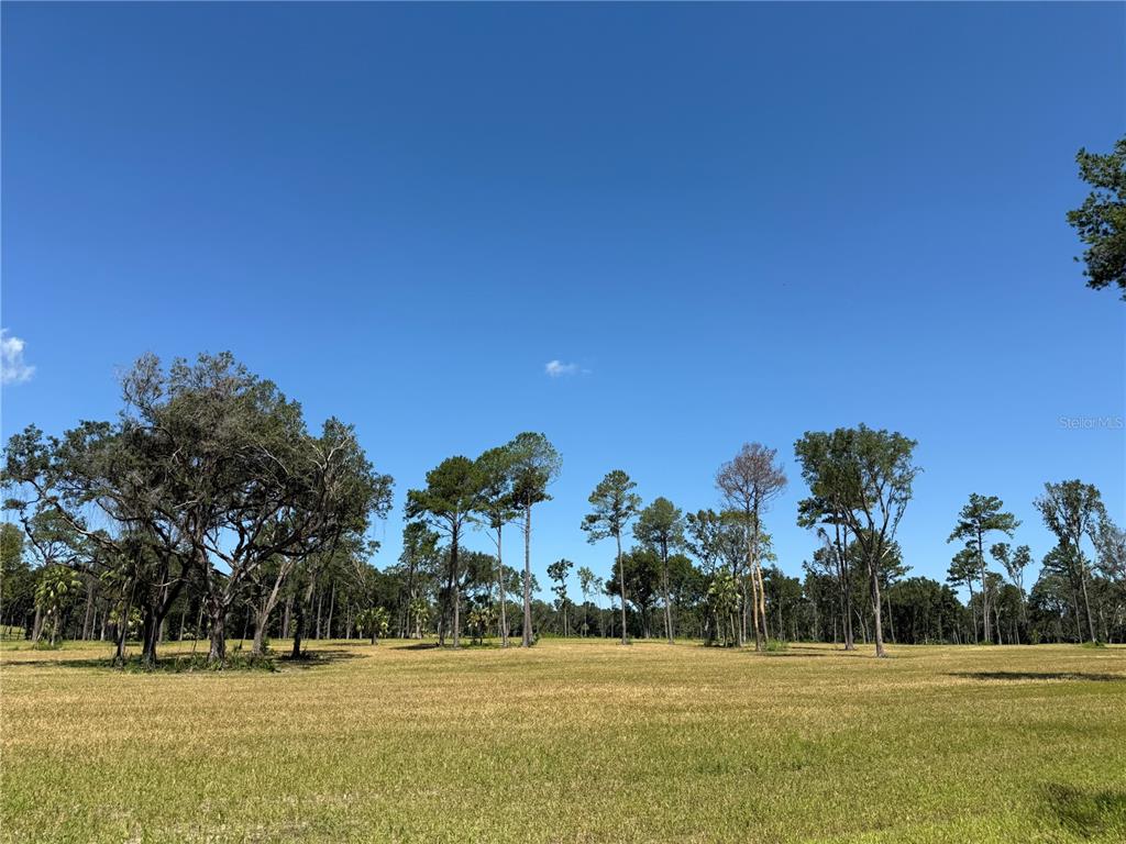 A wide, grassy field is bordered by a line of mature trees under a clear sky — DR #5 (24ac) NW 193RD ST, MICANOPY, FL