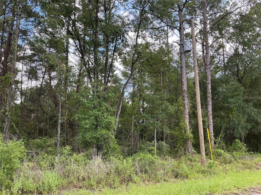 A wooded lot features a utility pole with a transformer near the edge of the road — LOT 1 BAY COURT PASS, OCKLAWAHA, FL