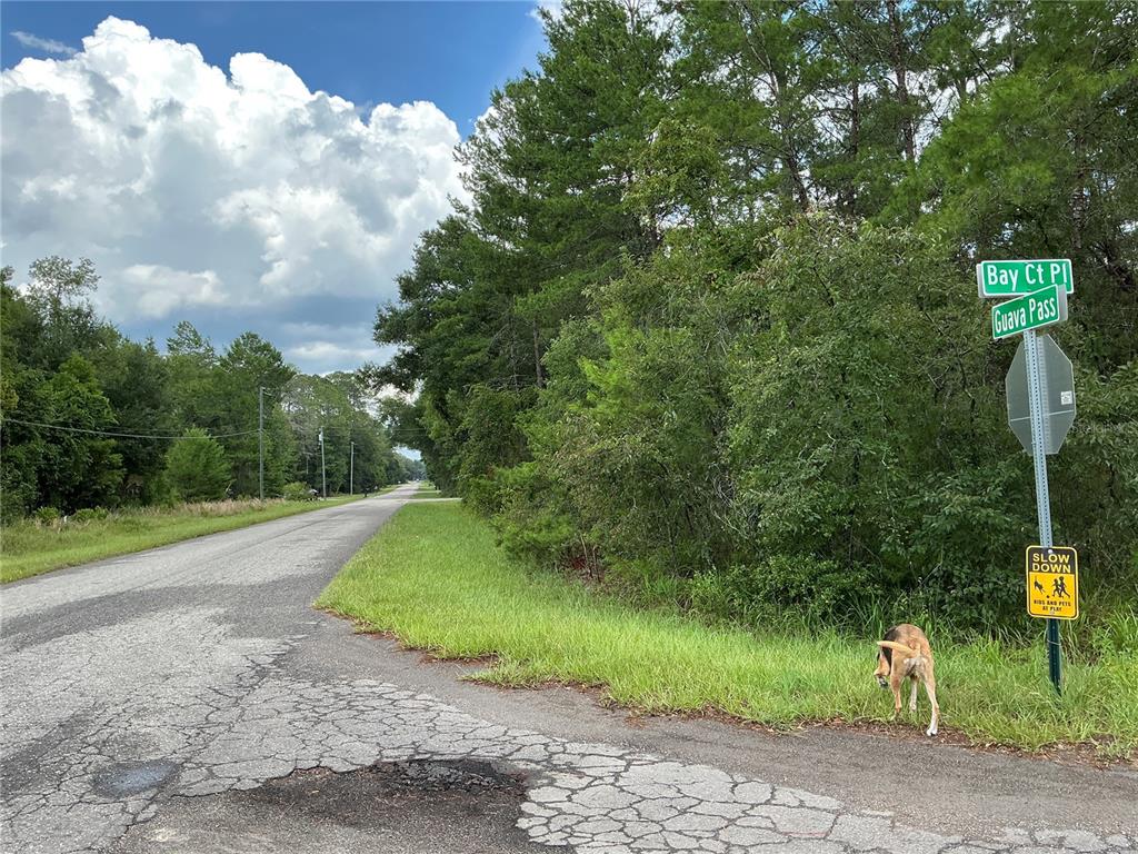 A dog stands near a street sign at the intersection of a paved road and woods — LOT 1 BAY COURT PASS, OCKLAWAHA, FL