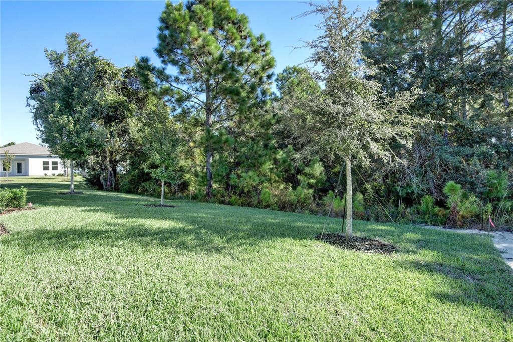 A grassy backyard features several young trees and dense woods in the background — 121 BEES KNEES WAY, ST AUGUSTINE, FL