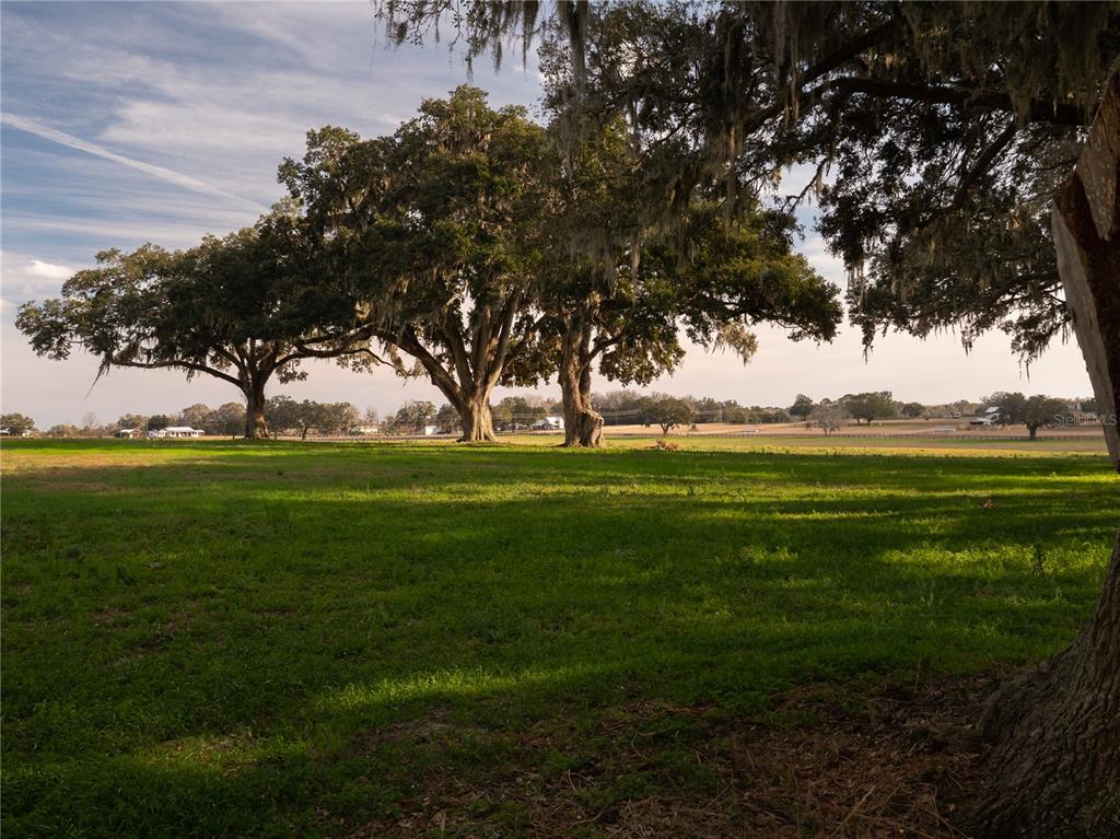 A grassy field features several large, mature oak trees draped with Spanish moss — TBD NW GAINESVILLE ROAD, REDDICK, FL
