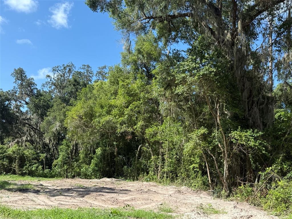 A cleared dirt lot sits in front of a dense forest of mature trees — 115 RODDY LANE, PALATKA, FL