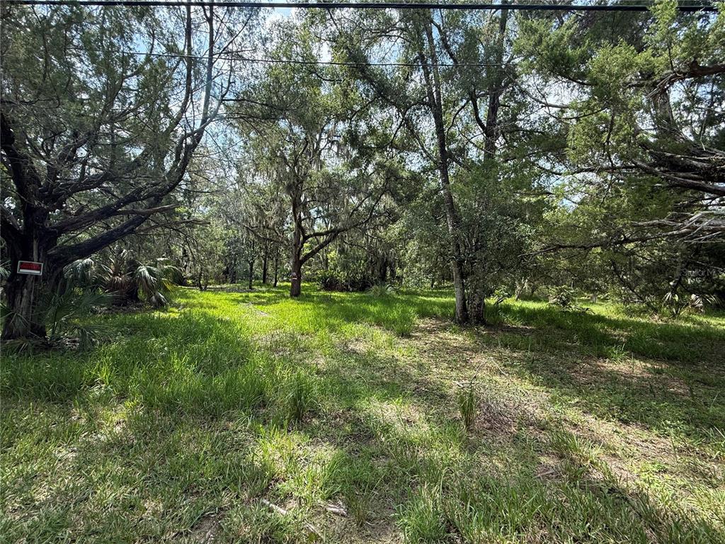 A grassy, wooded lot with mature trees and Spanish moss under a bright sky — 11990 W ELDRED LANE, HOMOSASSA, FL