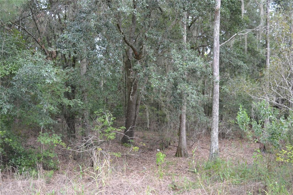 DEEN STILL ROAD W, POLK CITY, FL — photo 4 of 8