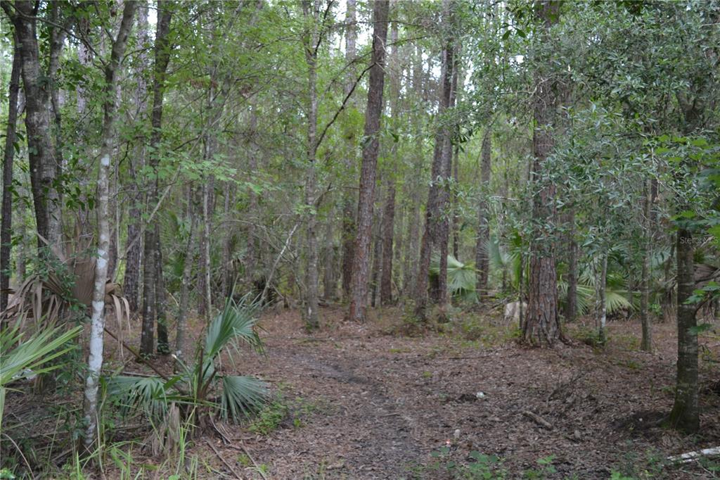 DEEN STILL ROAD W, POLK CITY, FL — photo 5 of 8