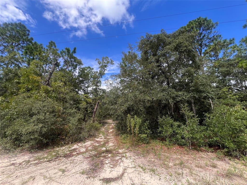 A sandy path leads into a dense, wooded area under a bright blue sky — 5614 S GEORGIAN ROAD, HOMOSASSA, FL